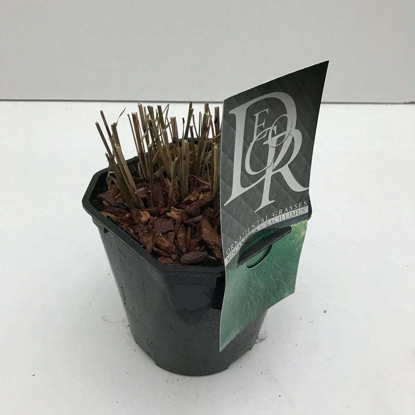 Miscanthus sin. Gracillimus 30cm 17cm Pot