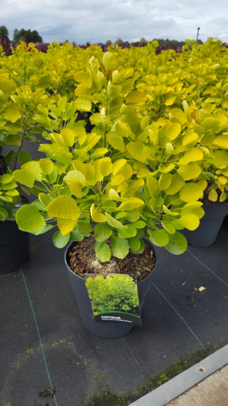 Cotinus Golden Spirit 65cm 27cm Pot