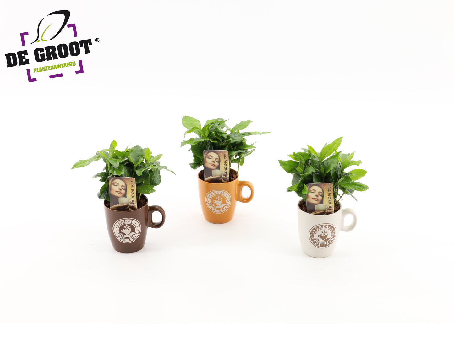 Coffea arabica in coffee mug 25cm 9cm Pot