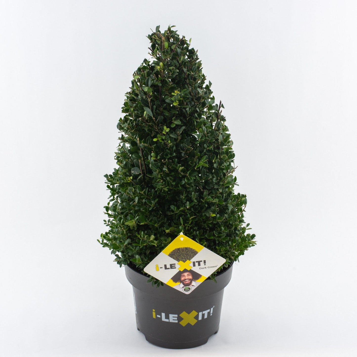 Ilex crenata Dark Green Pyramid 75cm 23cm Pot