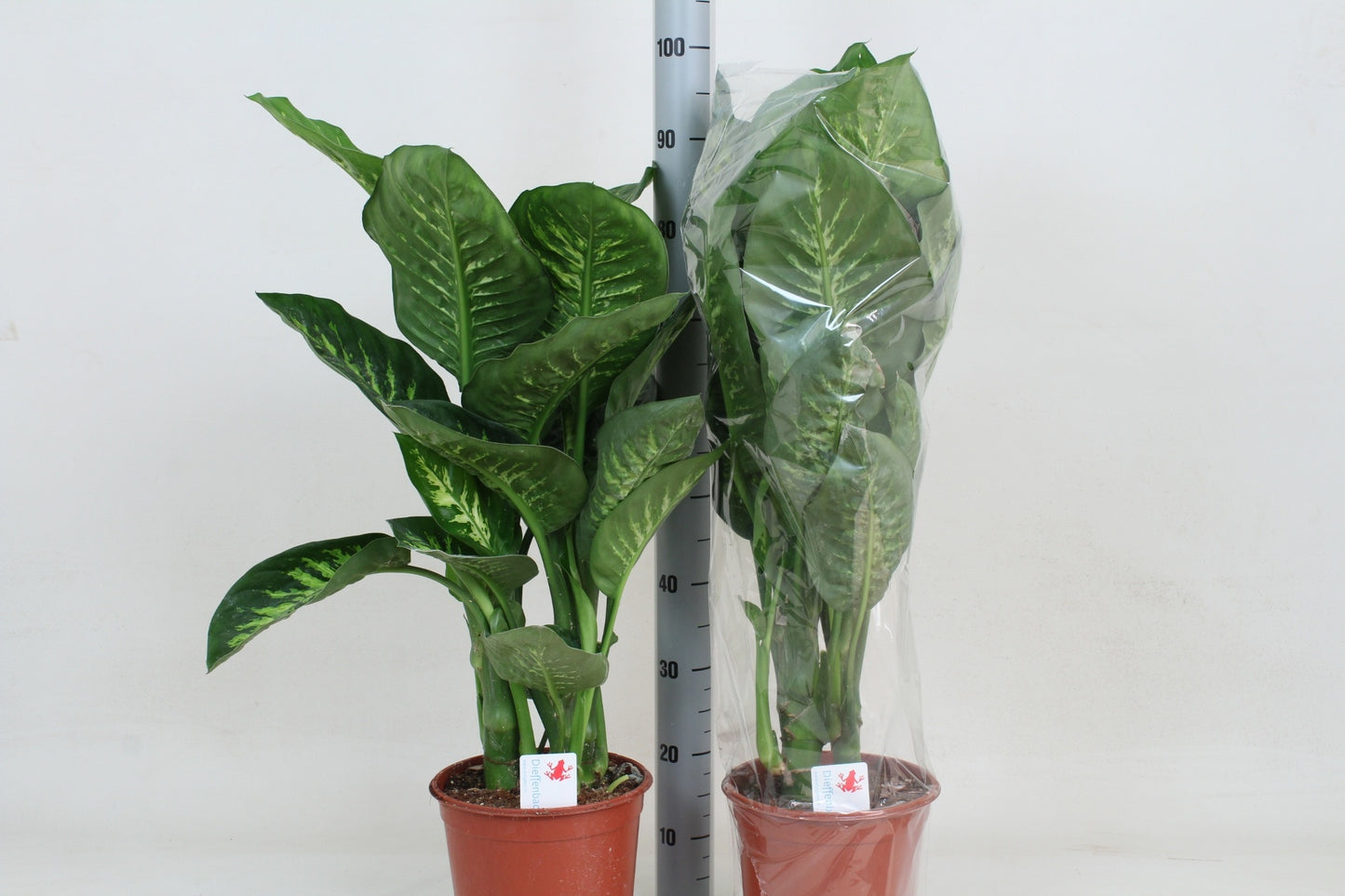 Dieffenbachia Tropic Snow 95cm 24cm Pot