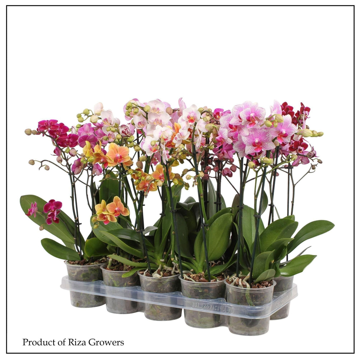 Phalaenopsis mix 50cm 12cm Pot