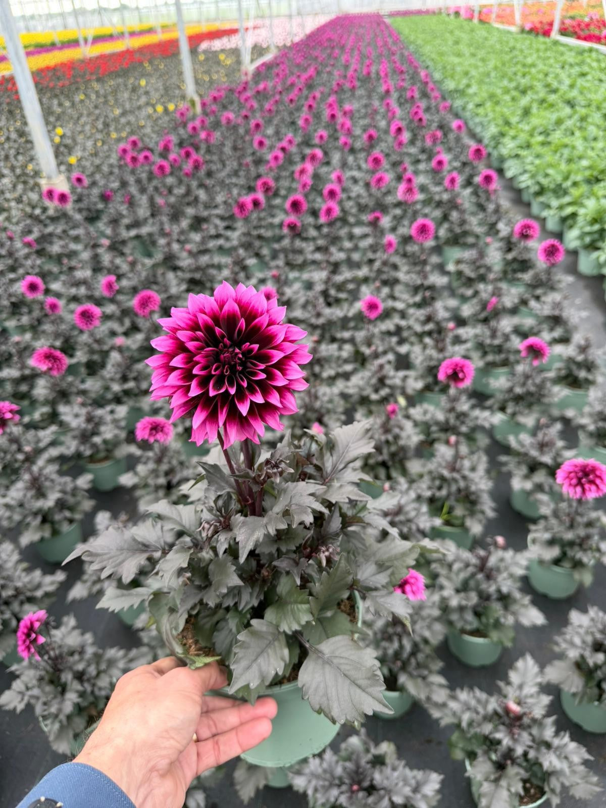 Dahlia Gardenetta Pearl 50cm 17cm Pot