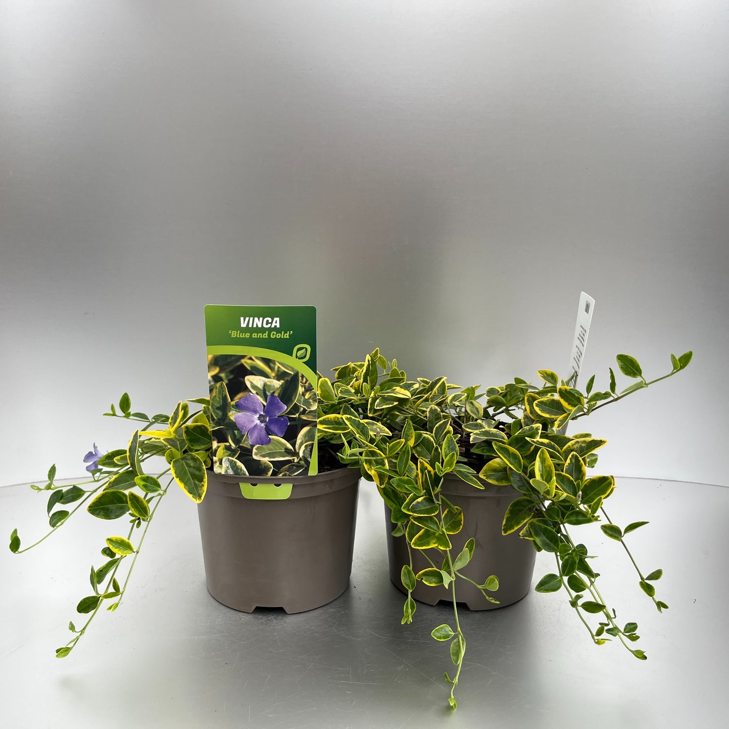 Vinca min. Blue and Gold 20cm 17cm Pot