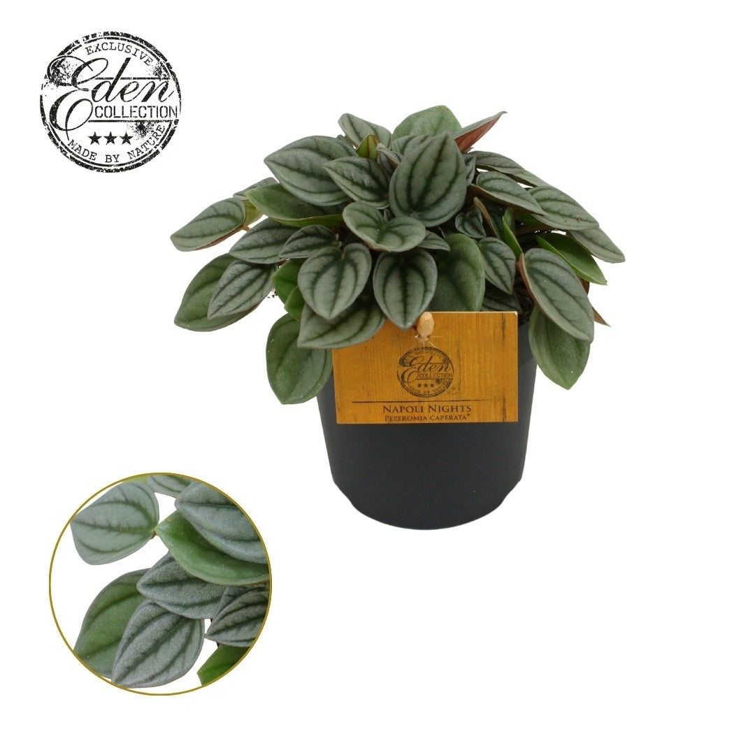 Peperomia Napoli Nights 15cm 510cm Pot