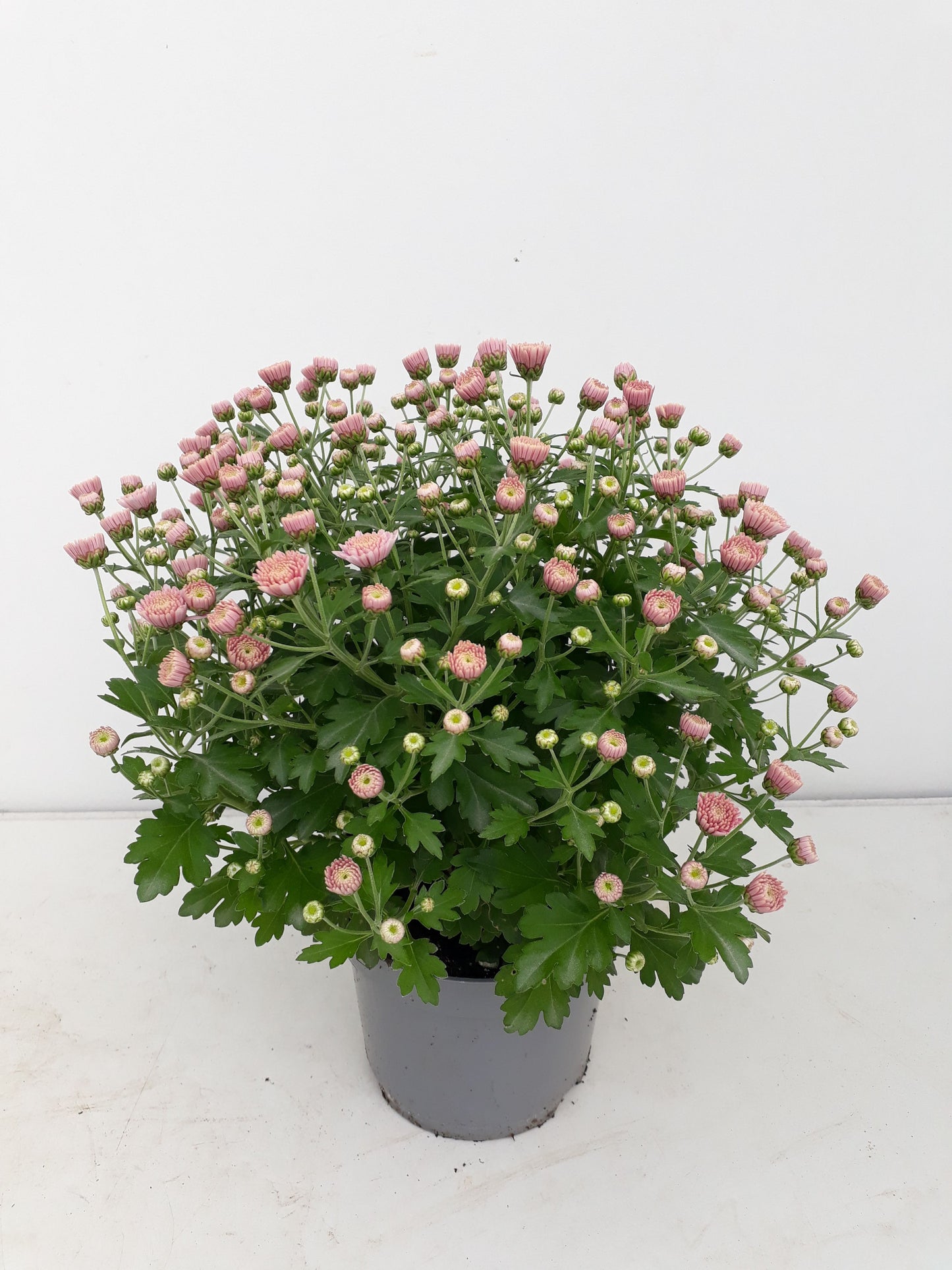 Chrysanthemum pink 25cm 14cm Pot