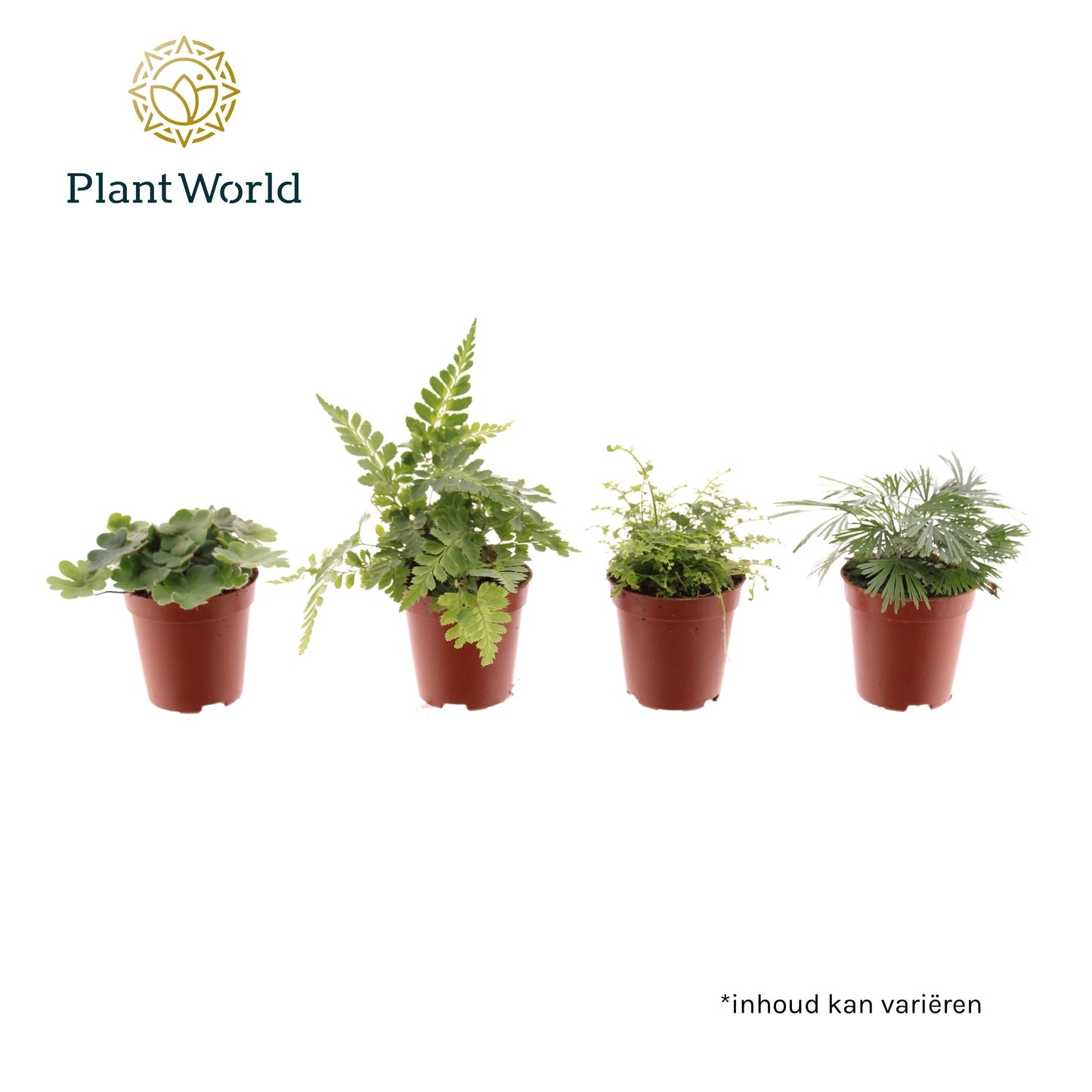 Ferns mix 10cm 505cm Pot