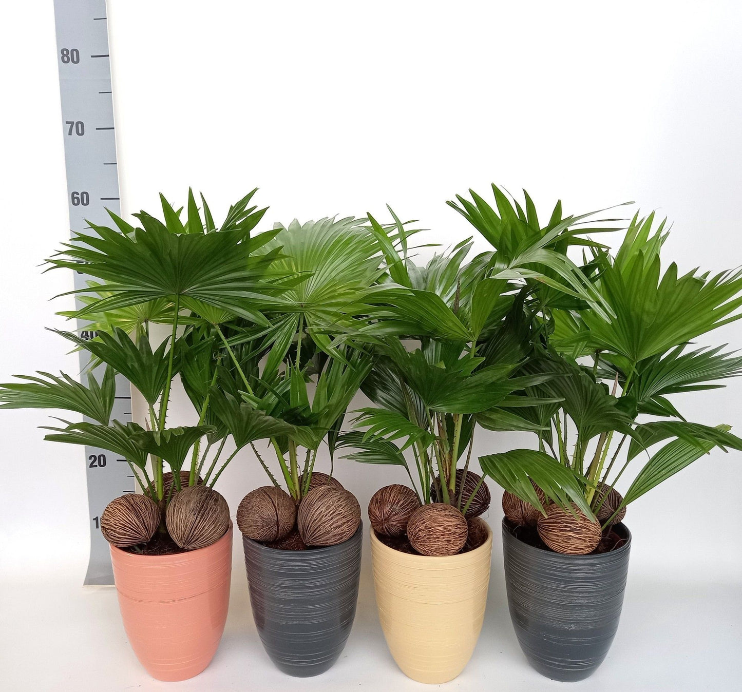 Livistona in stone pot 50cm 14cm Pot