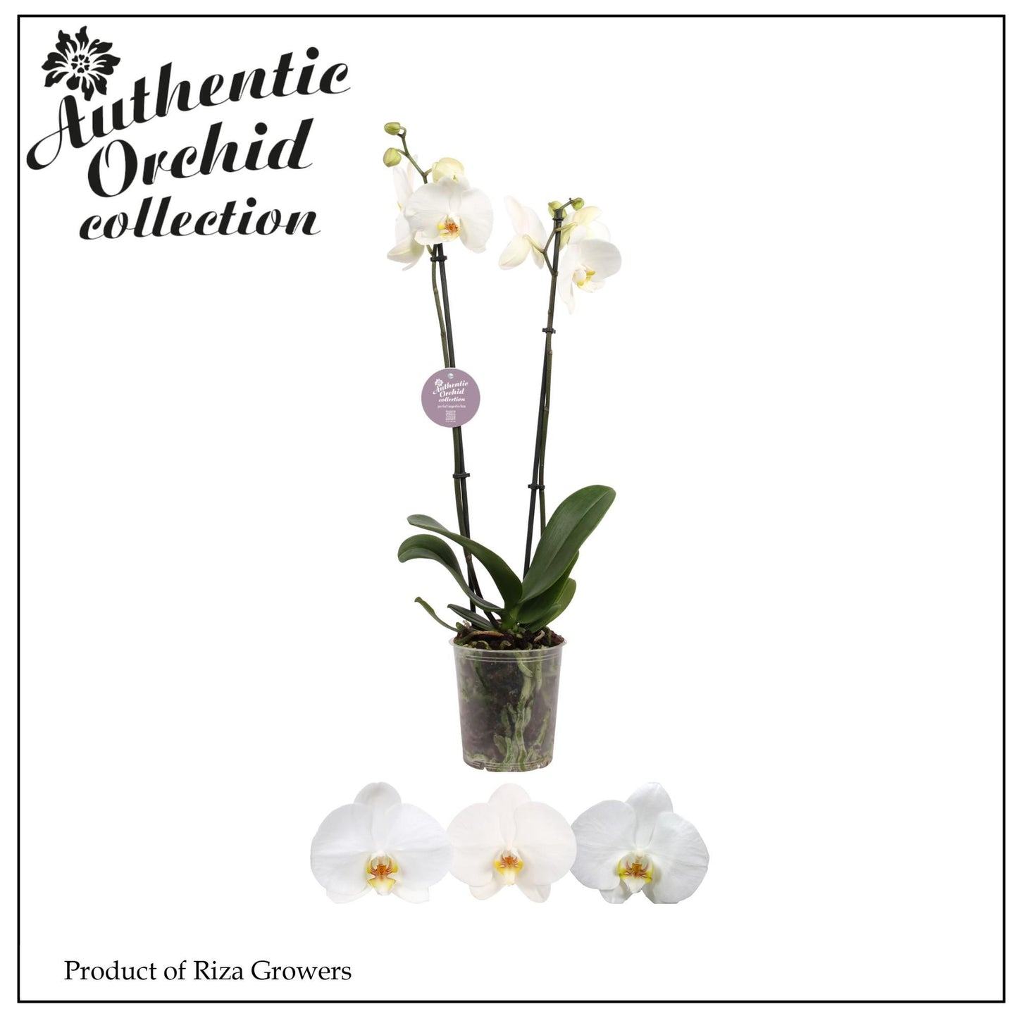 Phalaenopsis white Authentic 60cm 12cm Pot