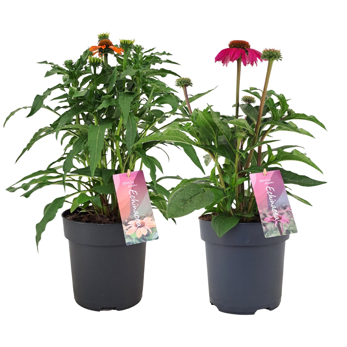 Echinacea Mooodz mix 40cm 17cm Pot