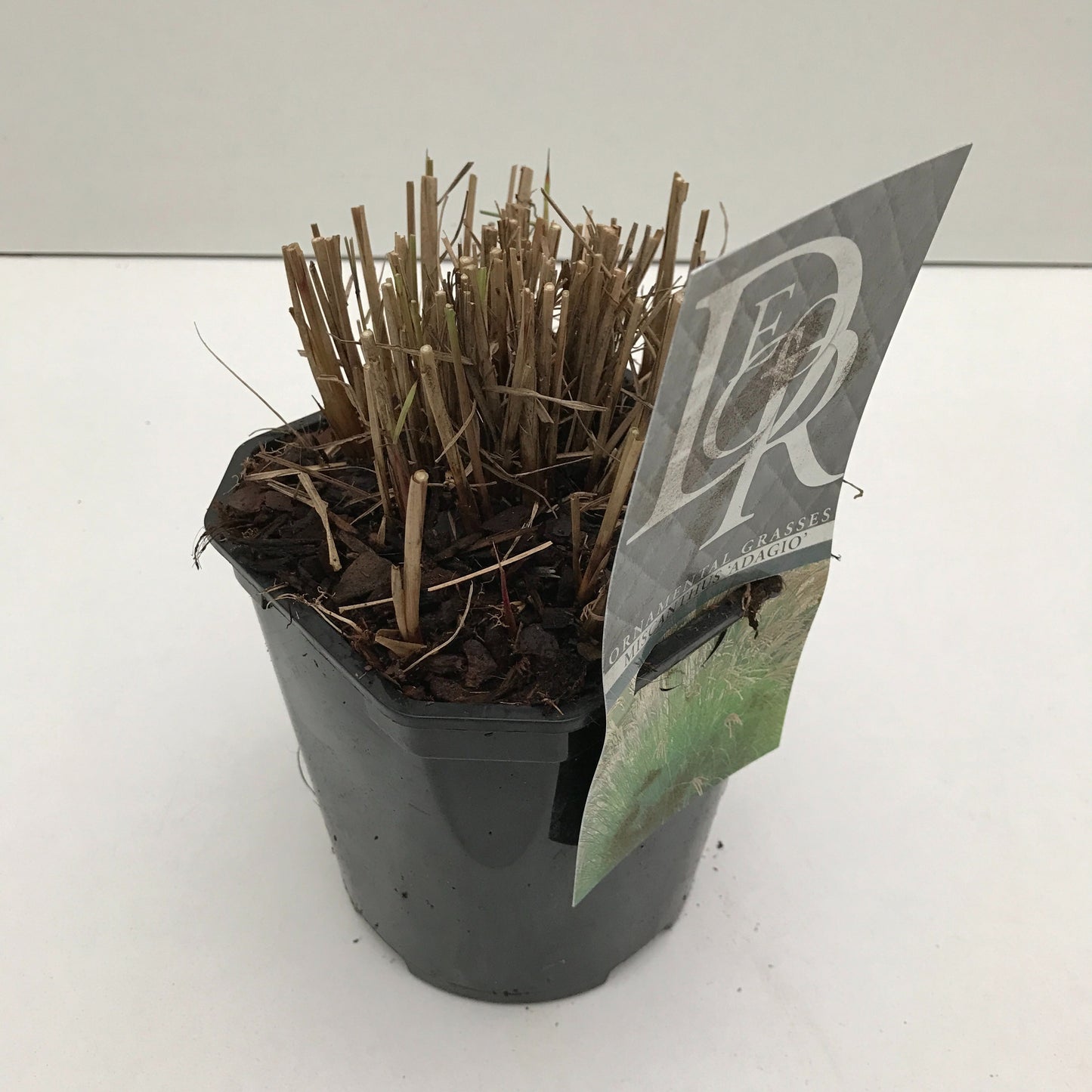 Miscanthus sin. Adagio 30cm 17cm Pot