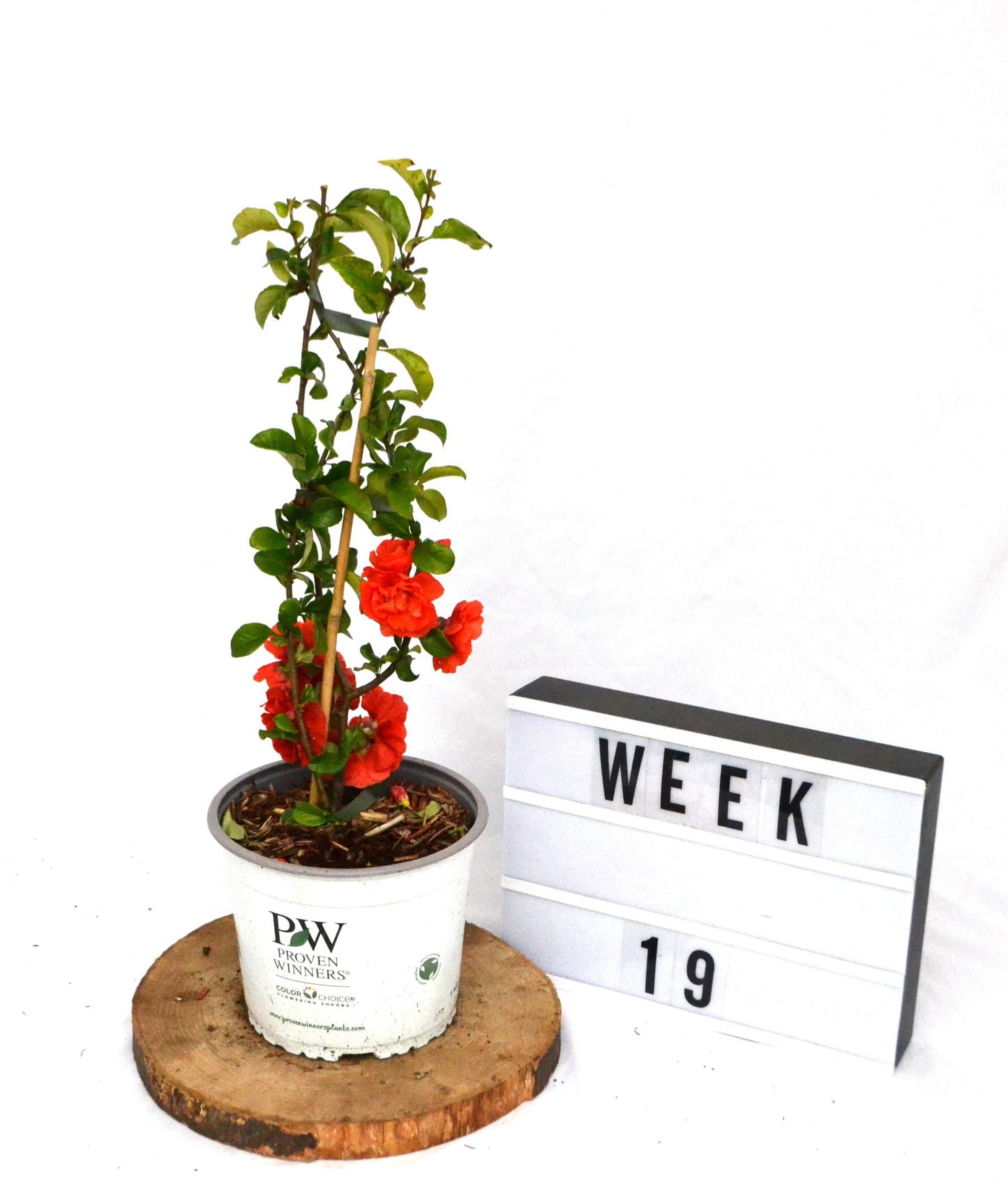 Chaenomeles superba mix 30cm 19cm Pot