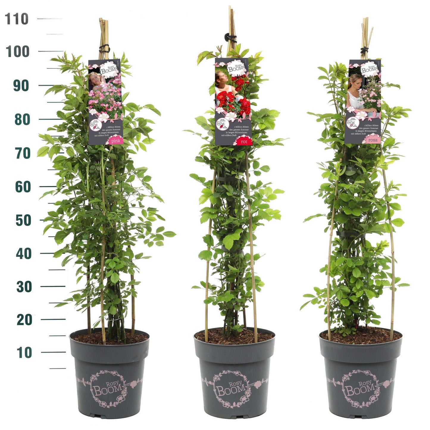 Roses Rosy Boom climber mix 70cm 24cm Pot