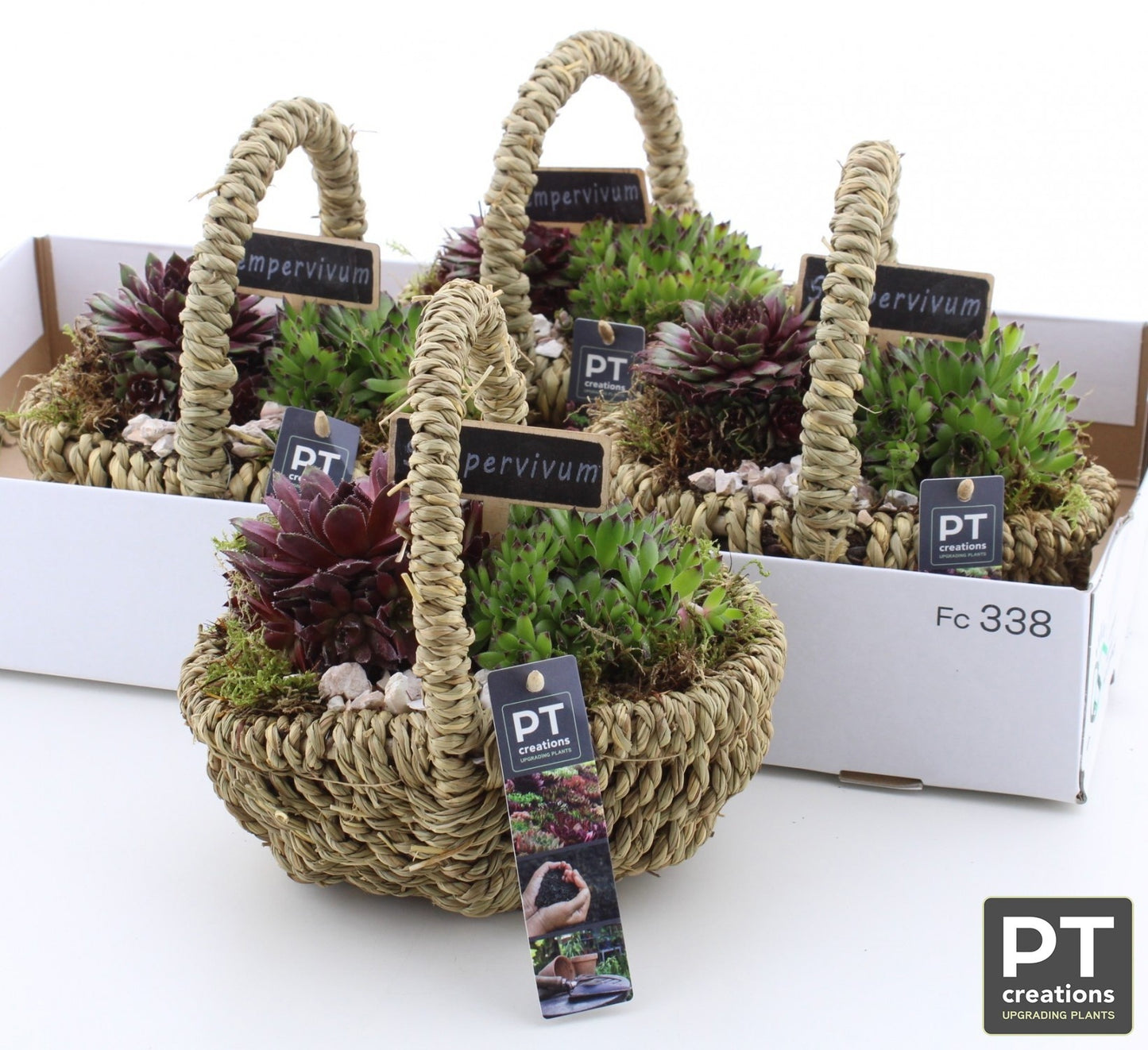 arr. Sempervivum 20cm 20cm Pot