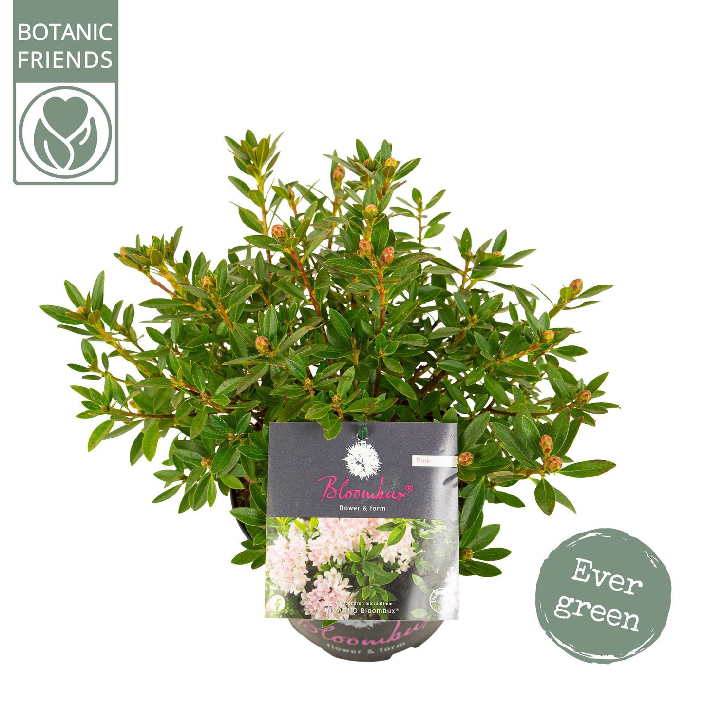 Rhododendron hippophaeoides 35cm 17cm Pot