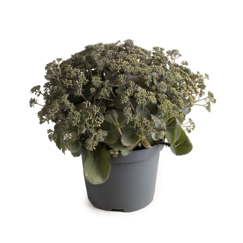 Sedum cau. Lidakense 40cm 19cm Pot