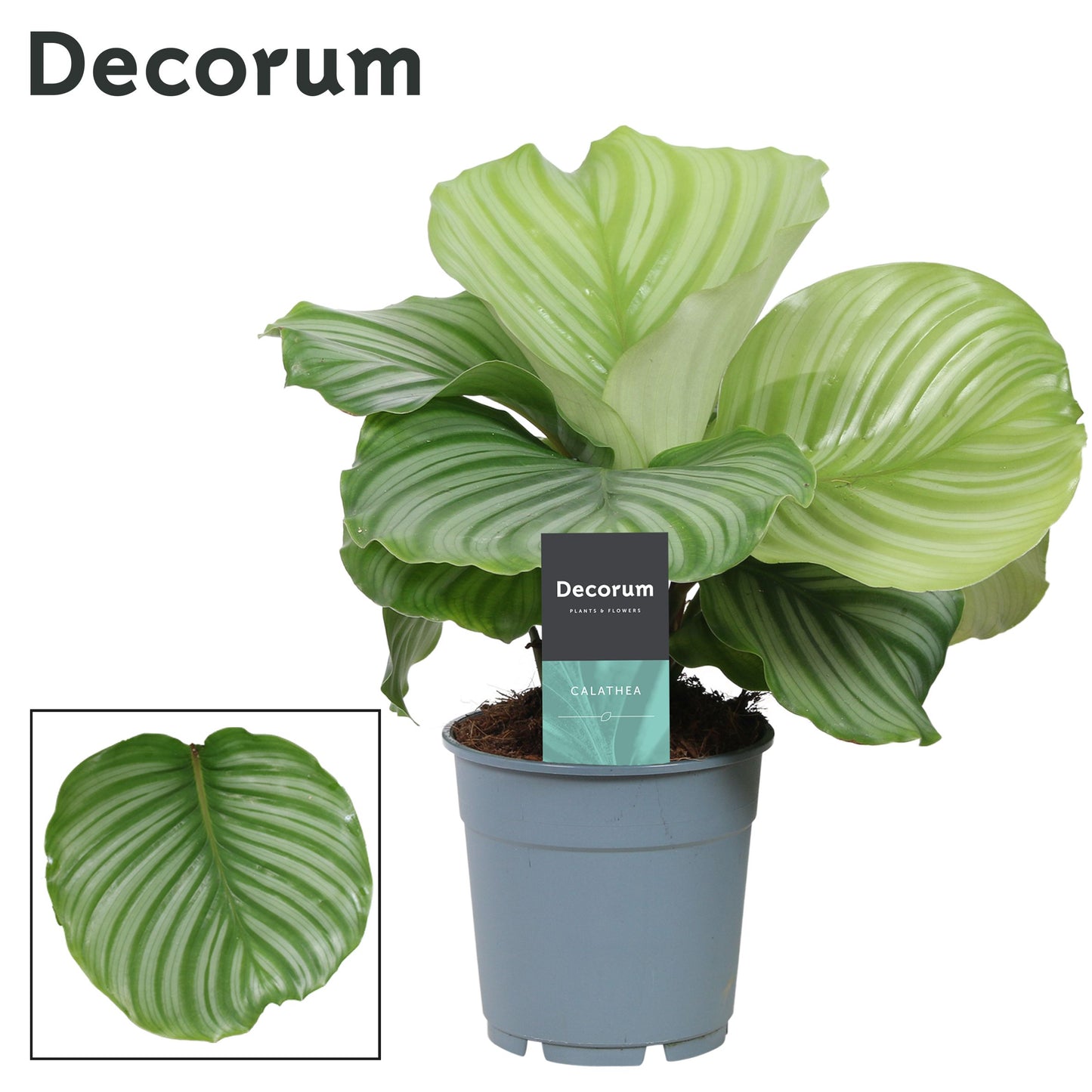 Calathea Orbifolia 30cm 12cm Pot