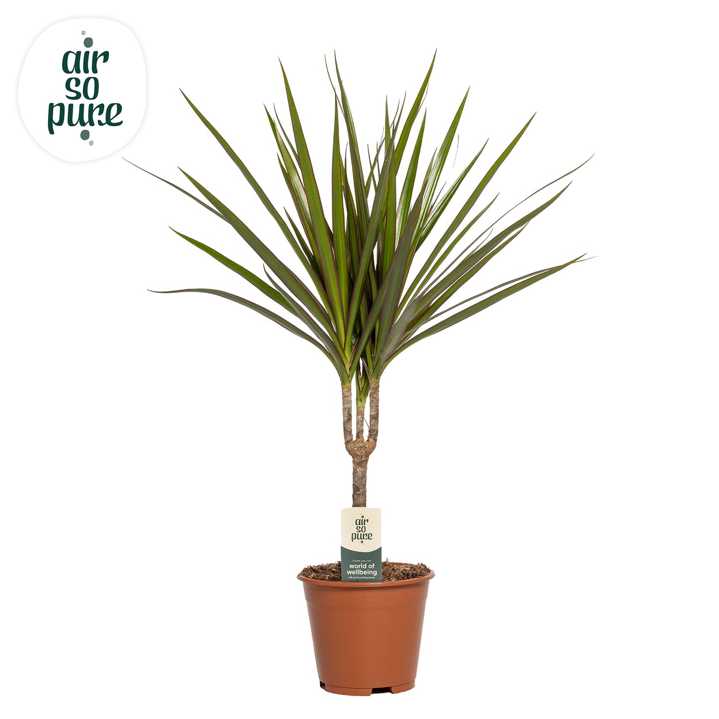 Dracaena marginata 55cm 14cm Pot