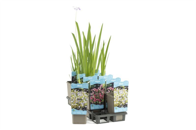 Waterplants mix 22cm 11cm Pot