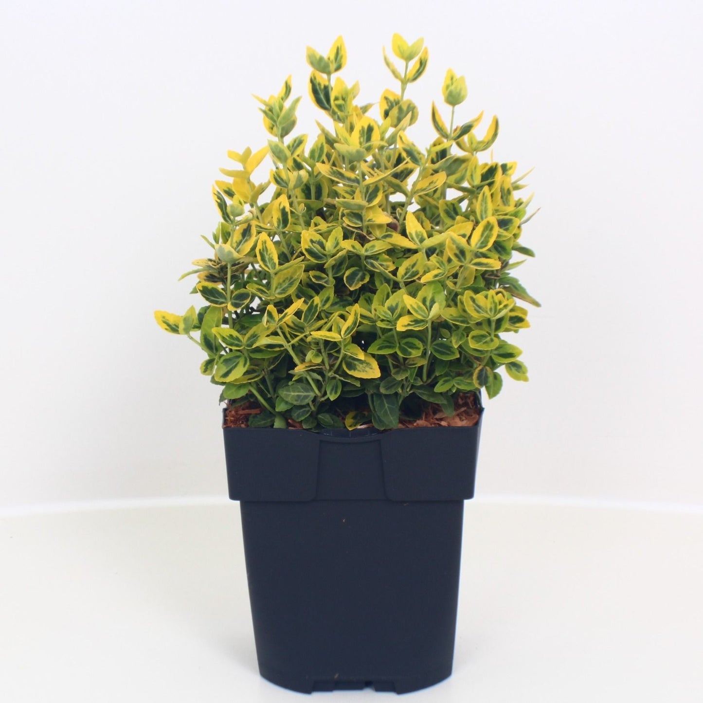 Euonymus Emerald & Gold 40cm 17cm Pot