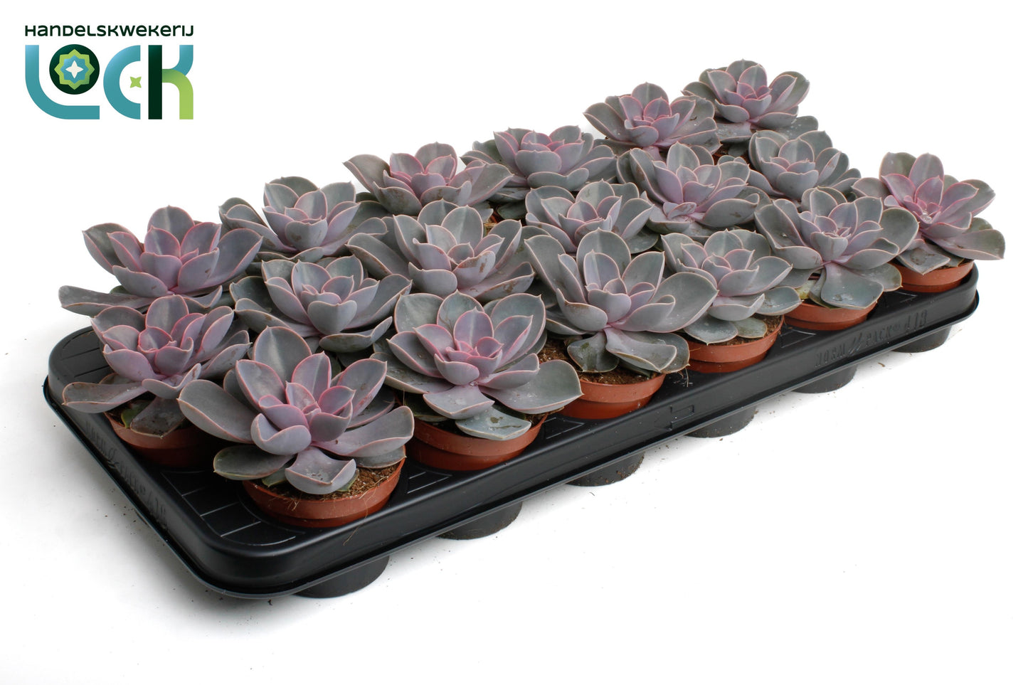 Echeveria Perle von Nuernberg 15cm Special Pot (508)