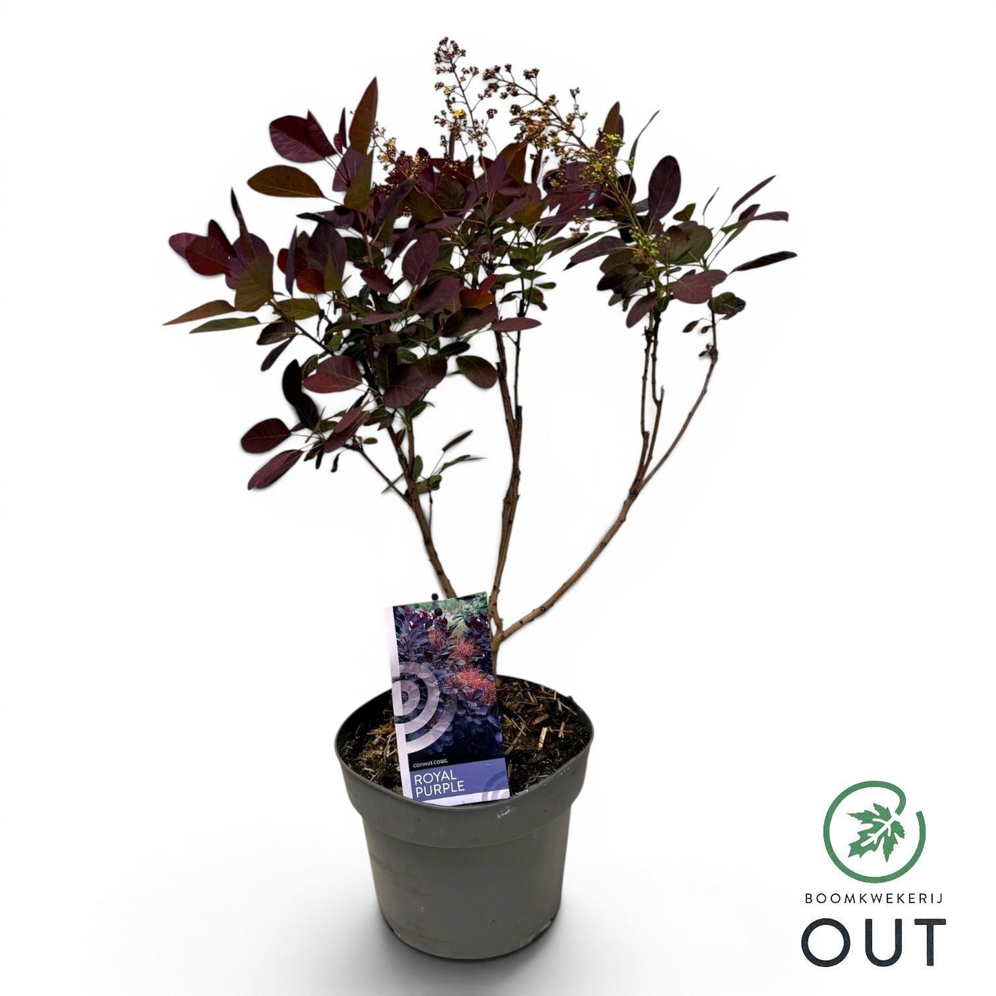 Cotinus cog. Royal Purple 999cm 19cm Pot