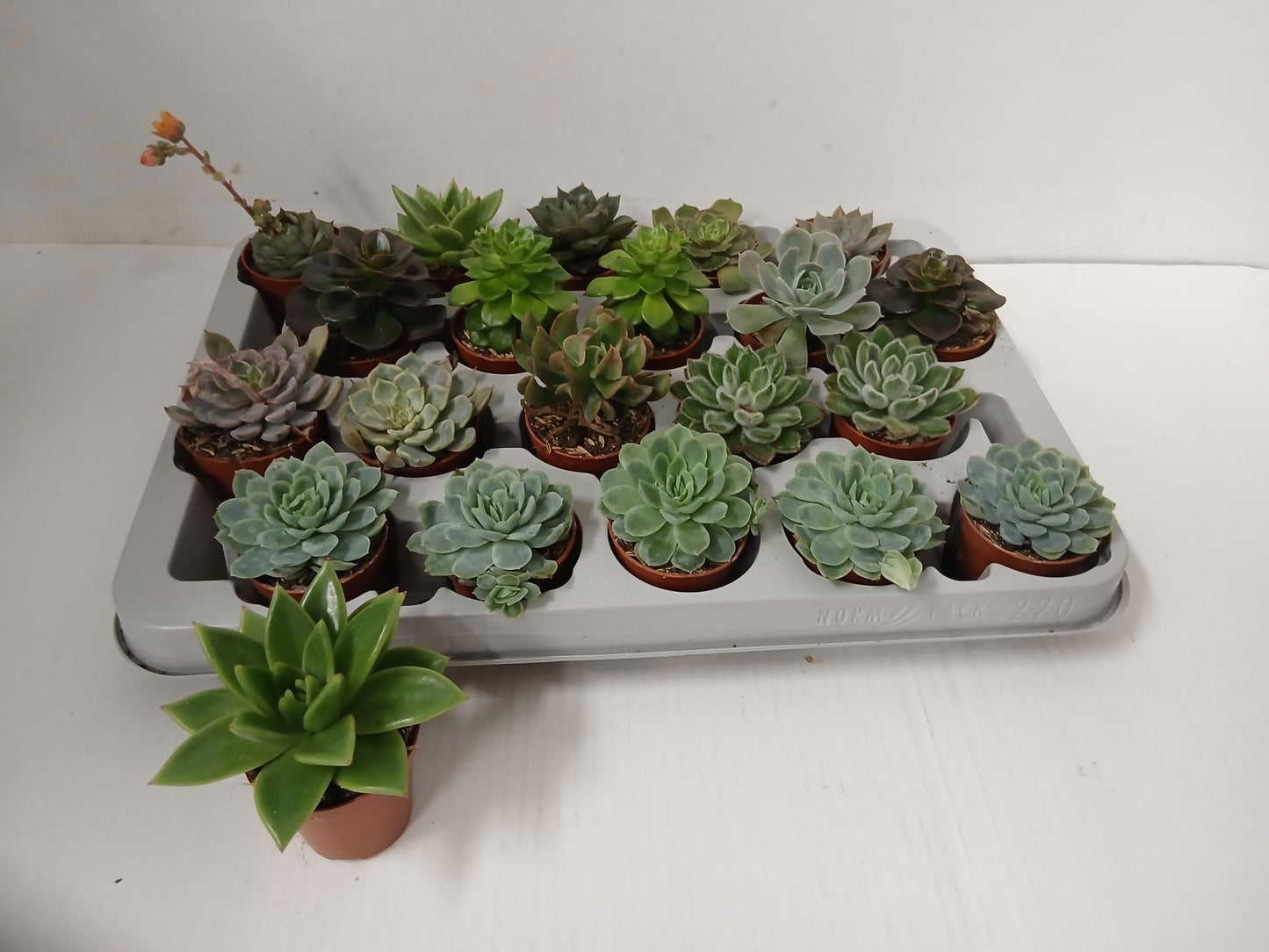 Echeveria mix 7cm 5.5cm Pot