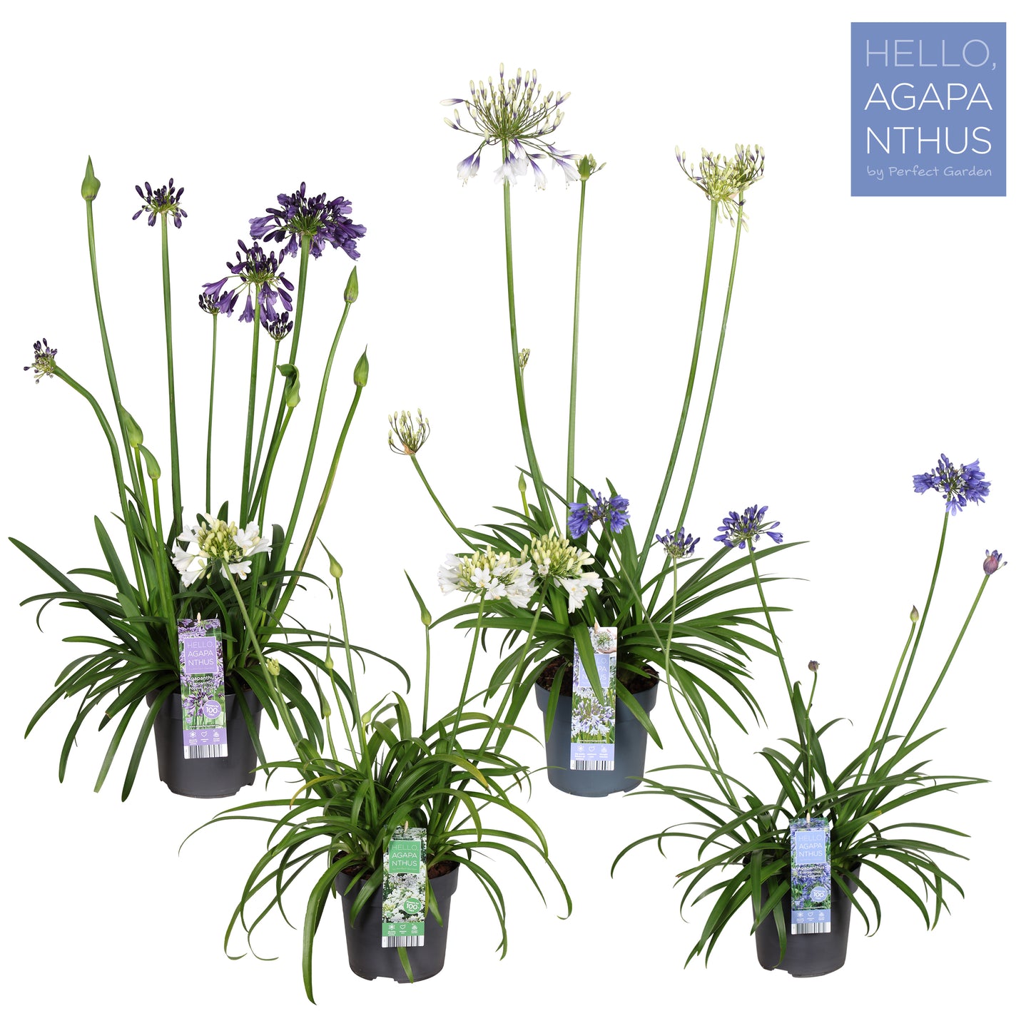 Agapanthus mix 70cm 19cm Pot