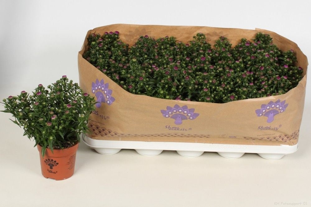 Aster nb. Showmakers Pretty Pink 22cm 10.5cm Pot