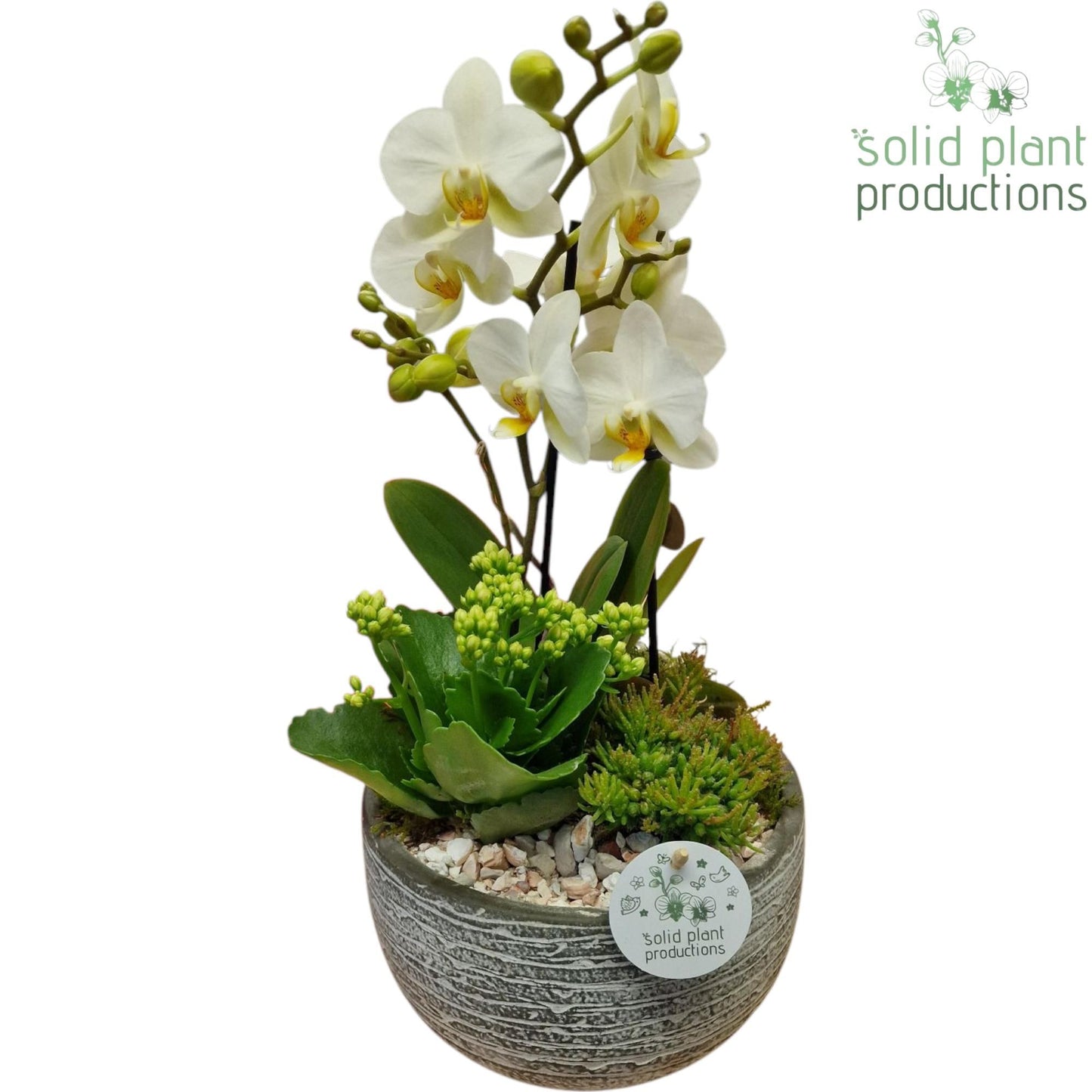 arr. Phalaenopsis PH051W 45cm 21cm Pot