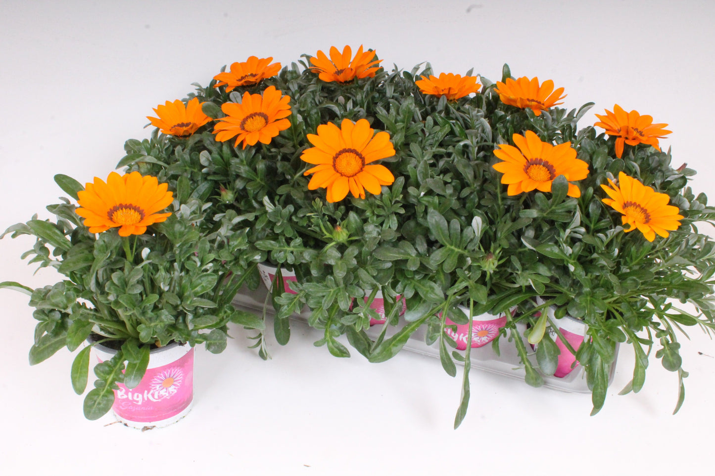Gazania Kiss Orange 27cm 12cm Pot