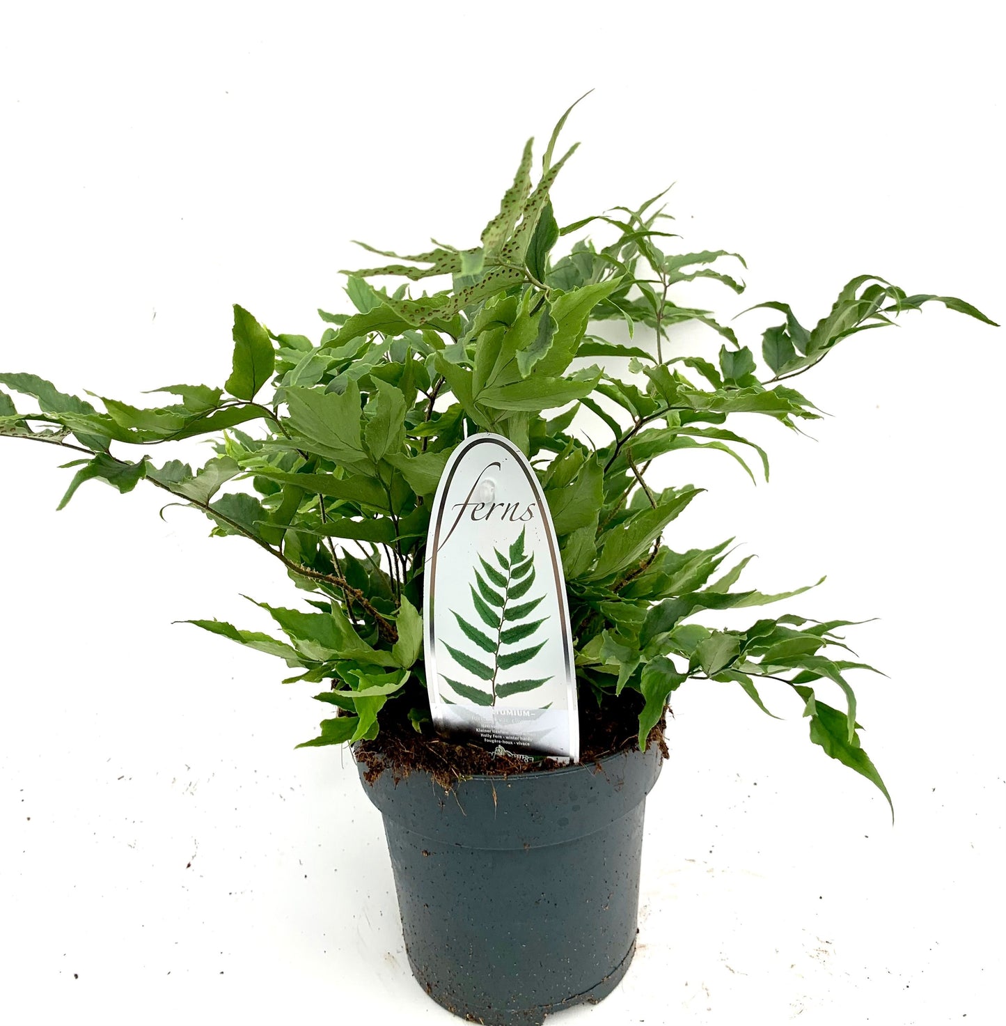 Cyrtomium Clivicola 15cm 15cm Pot