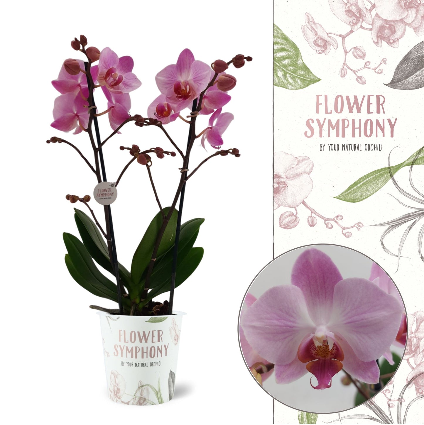 Phalaenopsis Flower Symphony Antwerp 40cm 12cm Pot
