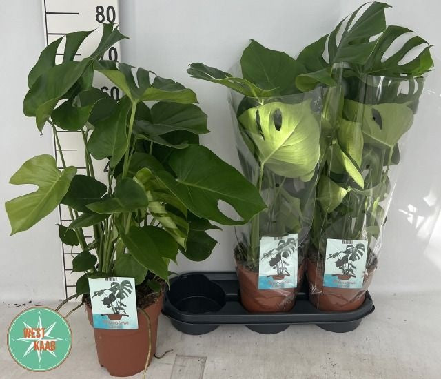 Monstera deliciosa 70cm 19cm Pot