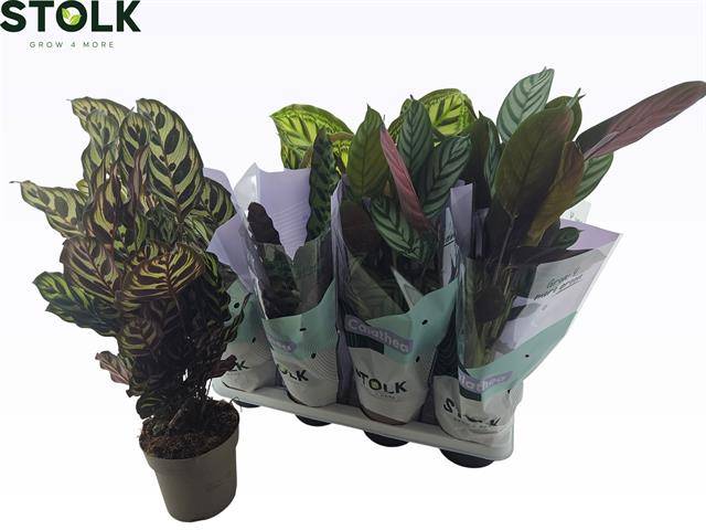 Calathea mix 55cm 14cm Pot