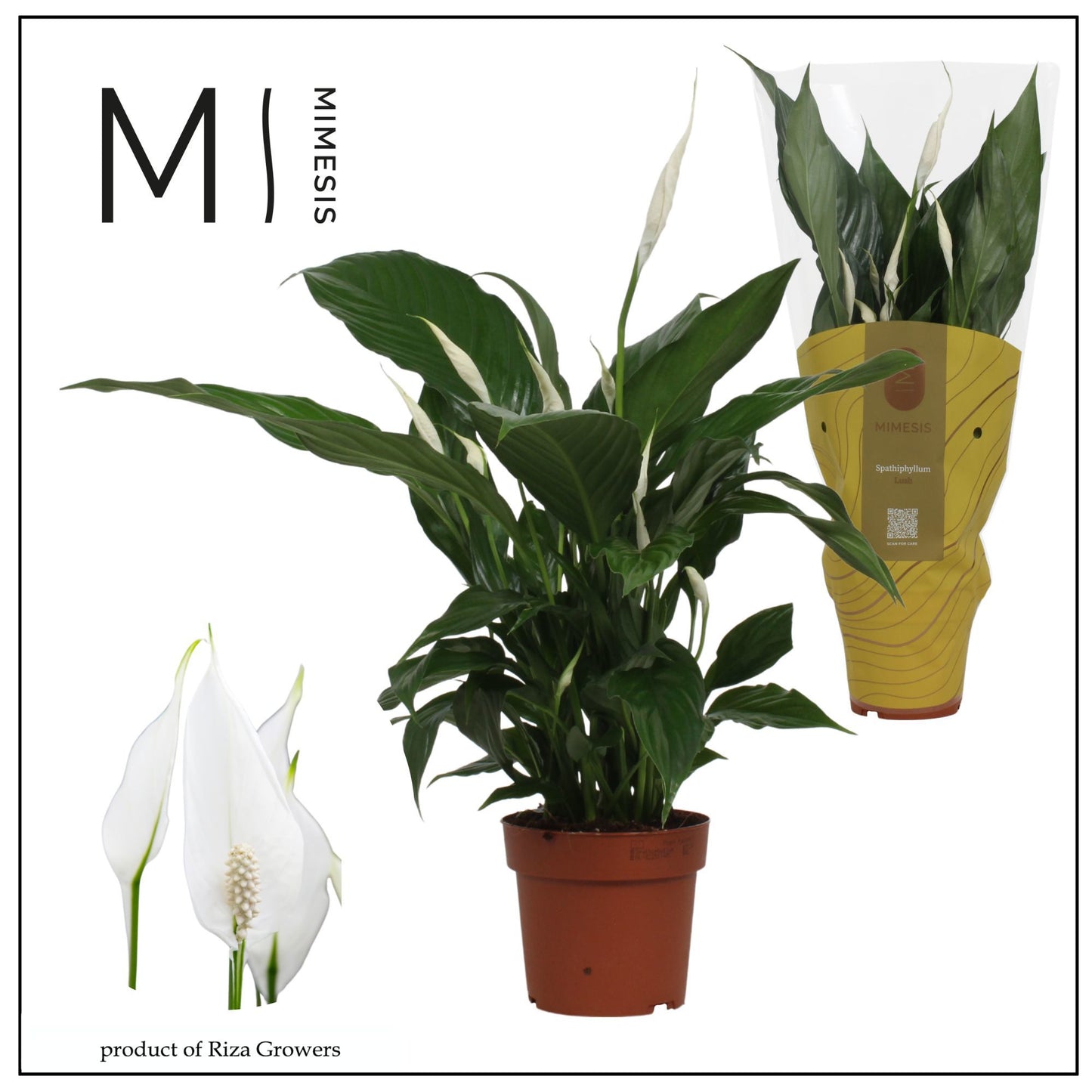 Spathiphyllum Sweet Benito 55cm 13cm Pot
