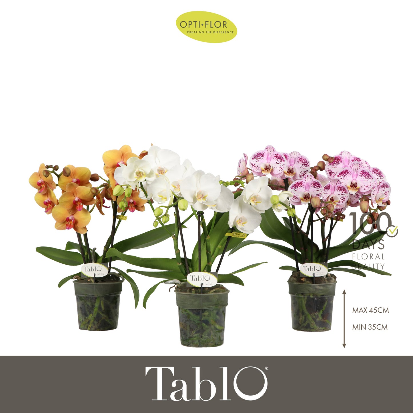 Phalaenopsis Tablo mix 40cm 12cm Pot