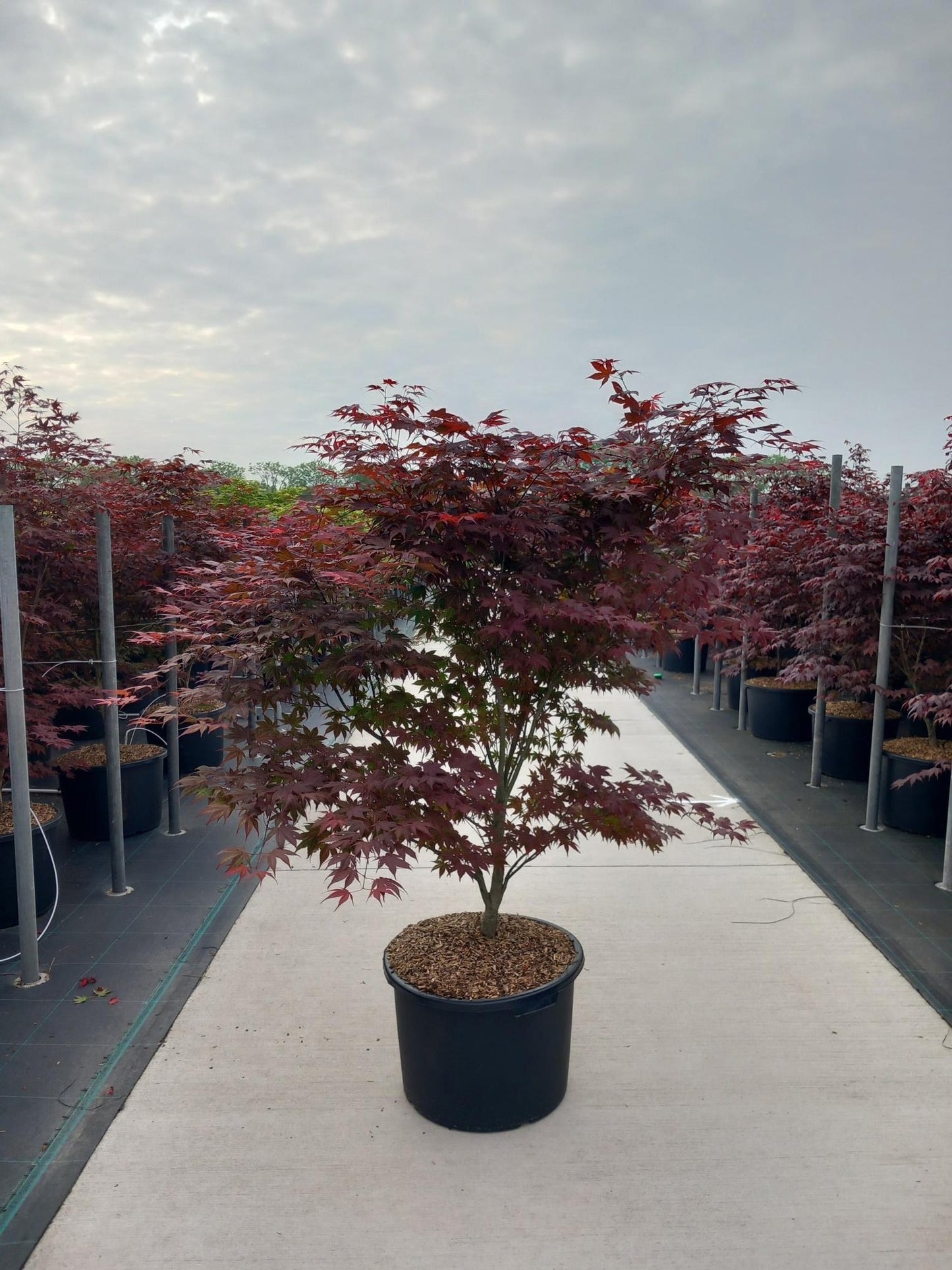 Acer palm. Atropurpureum 160cm 50cm Pot