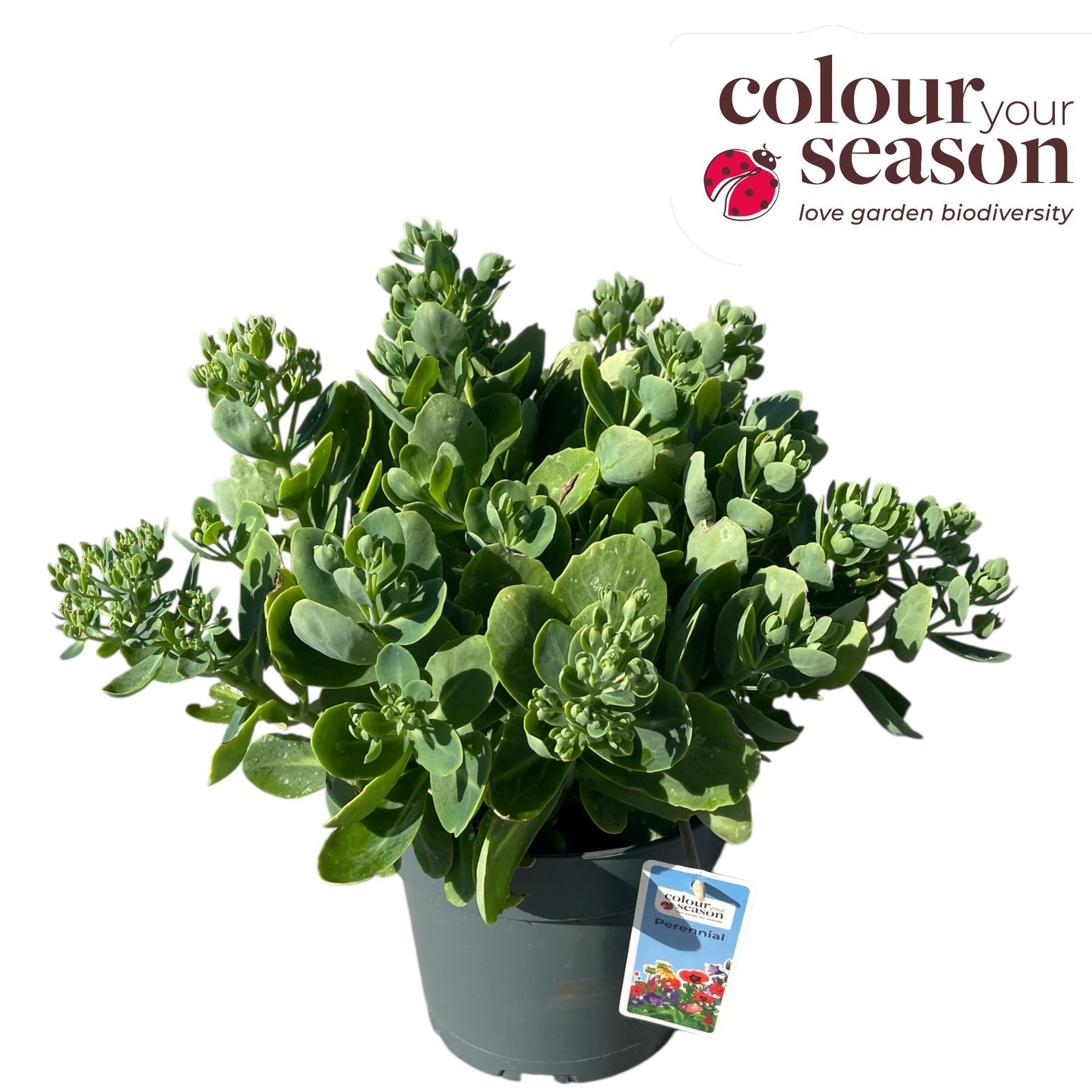 Sedum surrender 40cm 19cm Pot