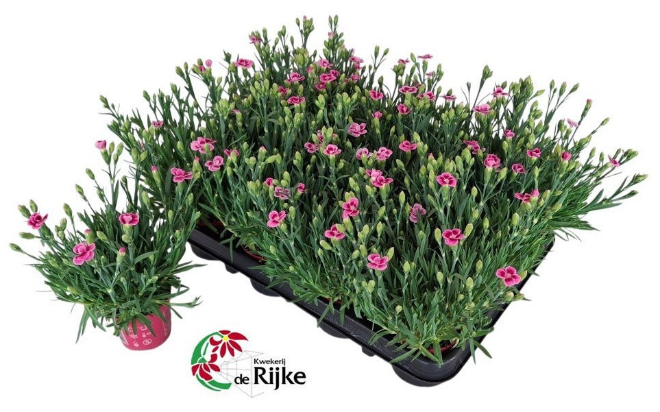 Dianthus Pink Kisses 20cm 7cm Pot