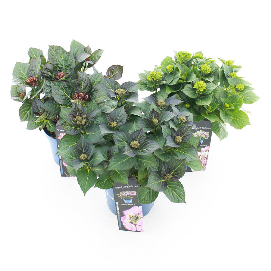 Hydrangea Royalty Collection mix 40cm 20cm Pot