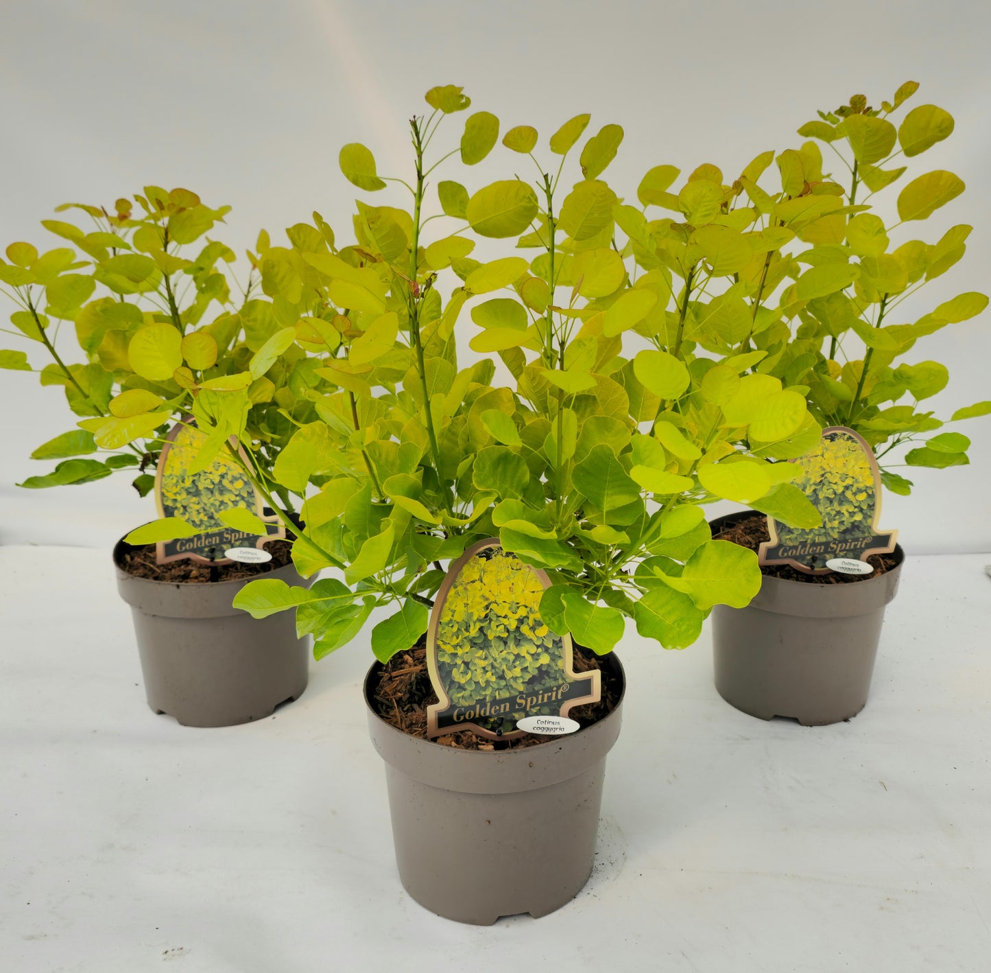Cotinus Golden Spirit 45cm 20cm Pot