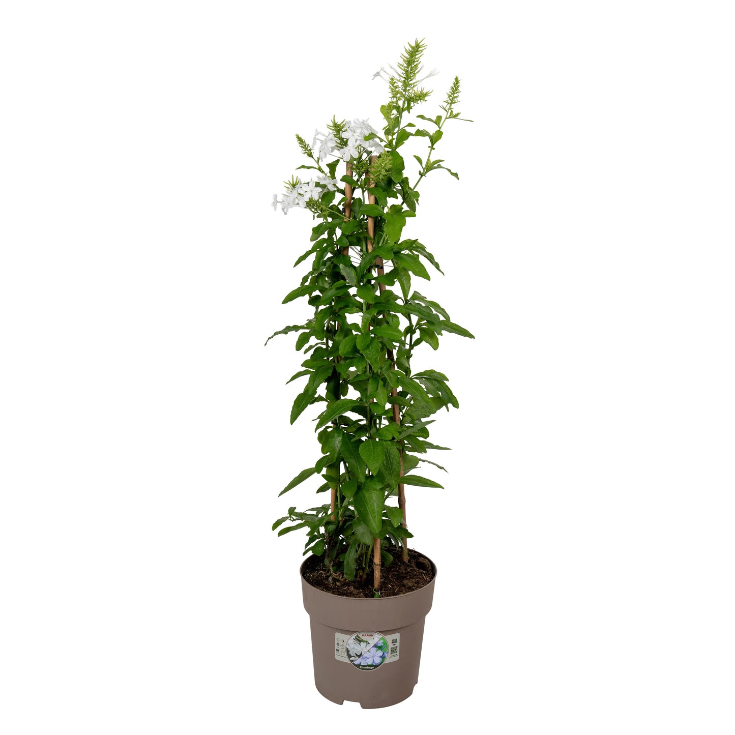 Plumbago aur. white pyramid 75cm 19cm Pot