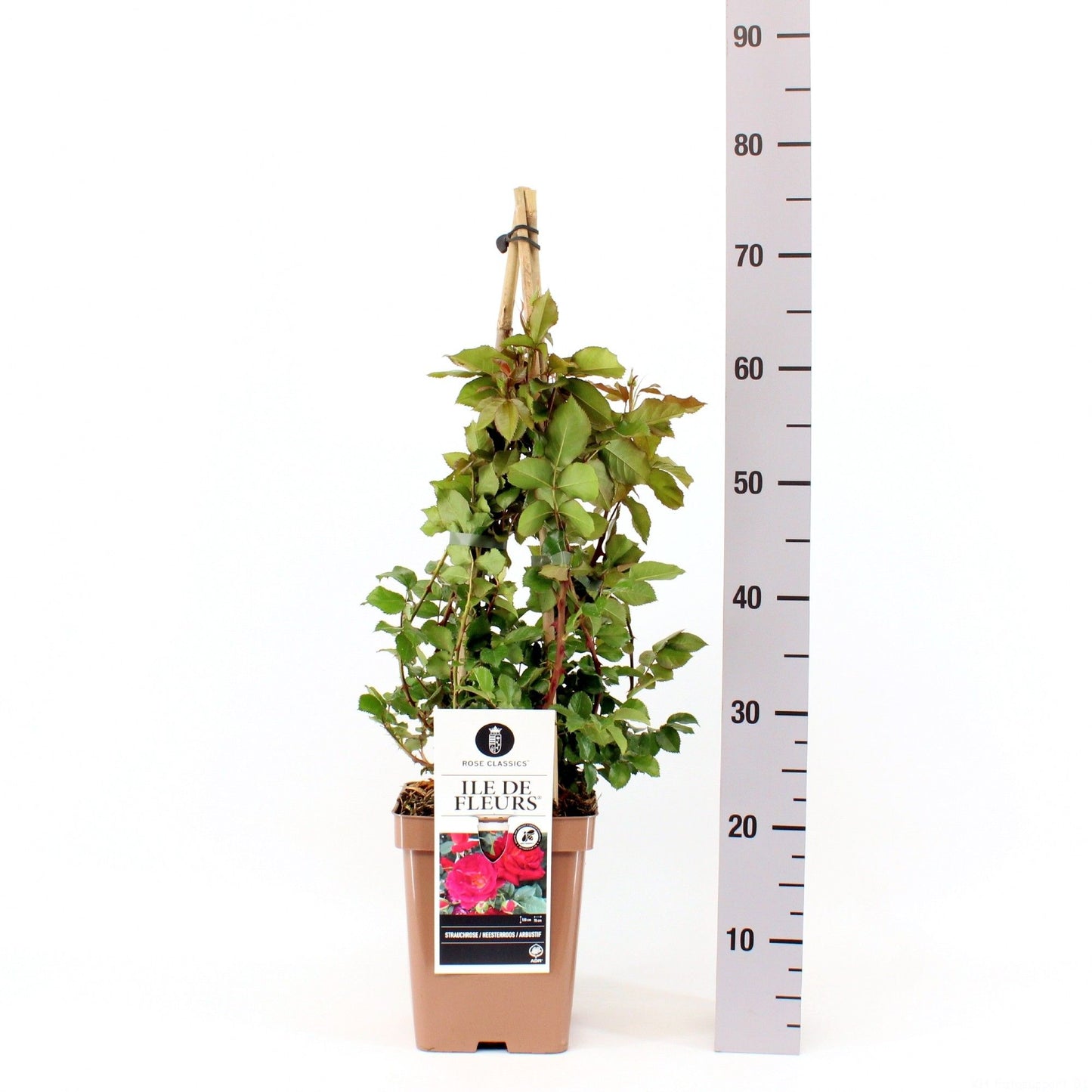 Rosa flor. Ile de Fleurs 75cm 23cm Pot