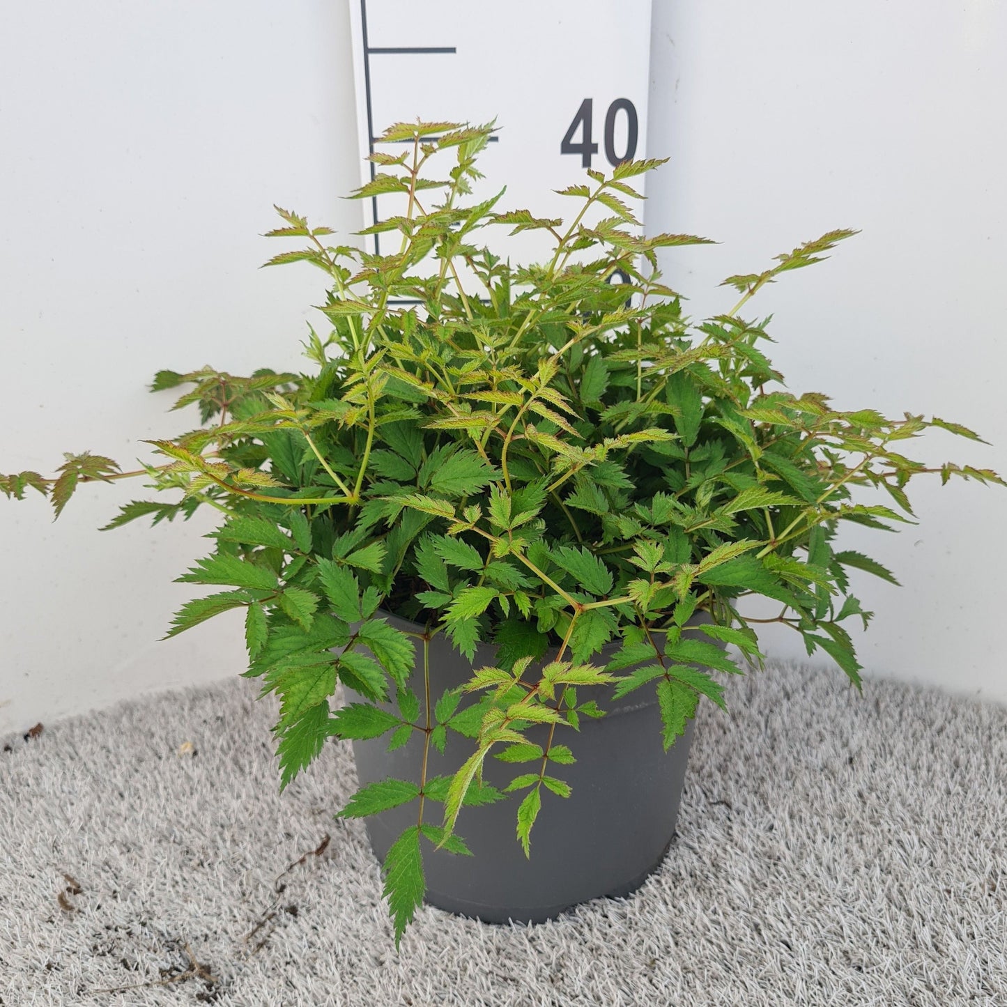Astilbe chin. Pumila 40cm 26cm Pot