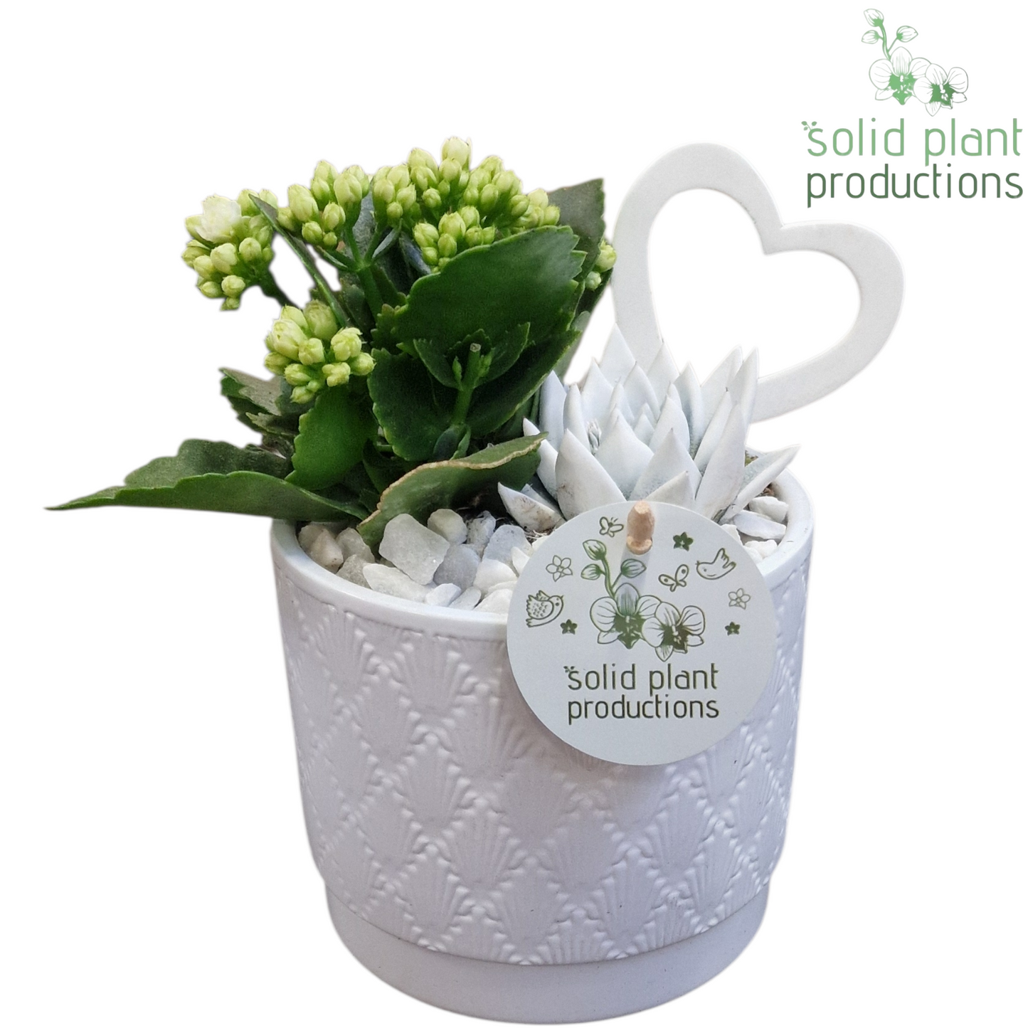 Arrangement Plants 25cm 12cm Pot