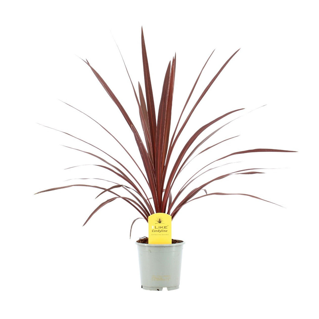 Cordyline aus. Red Star 50cm 13cm Pot