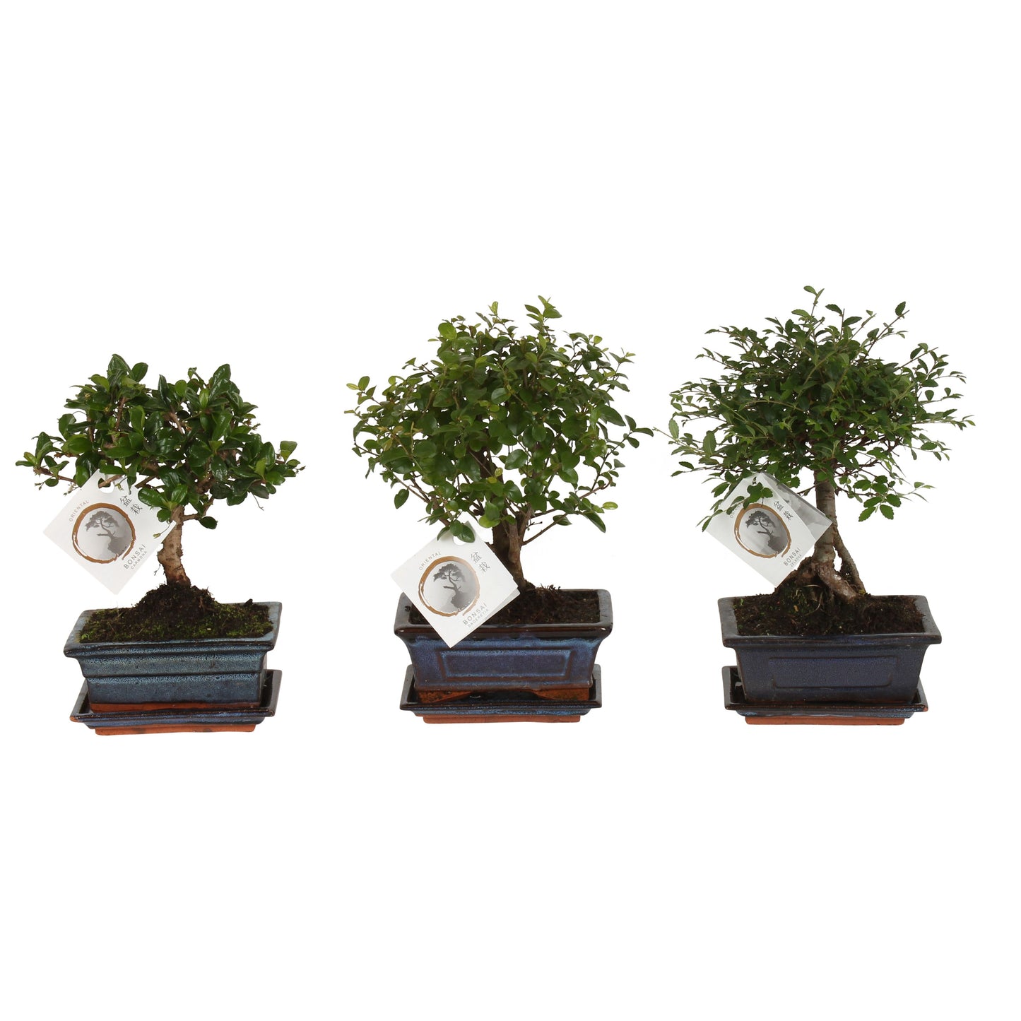 Bonsai mix 20cm 15cm Pot