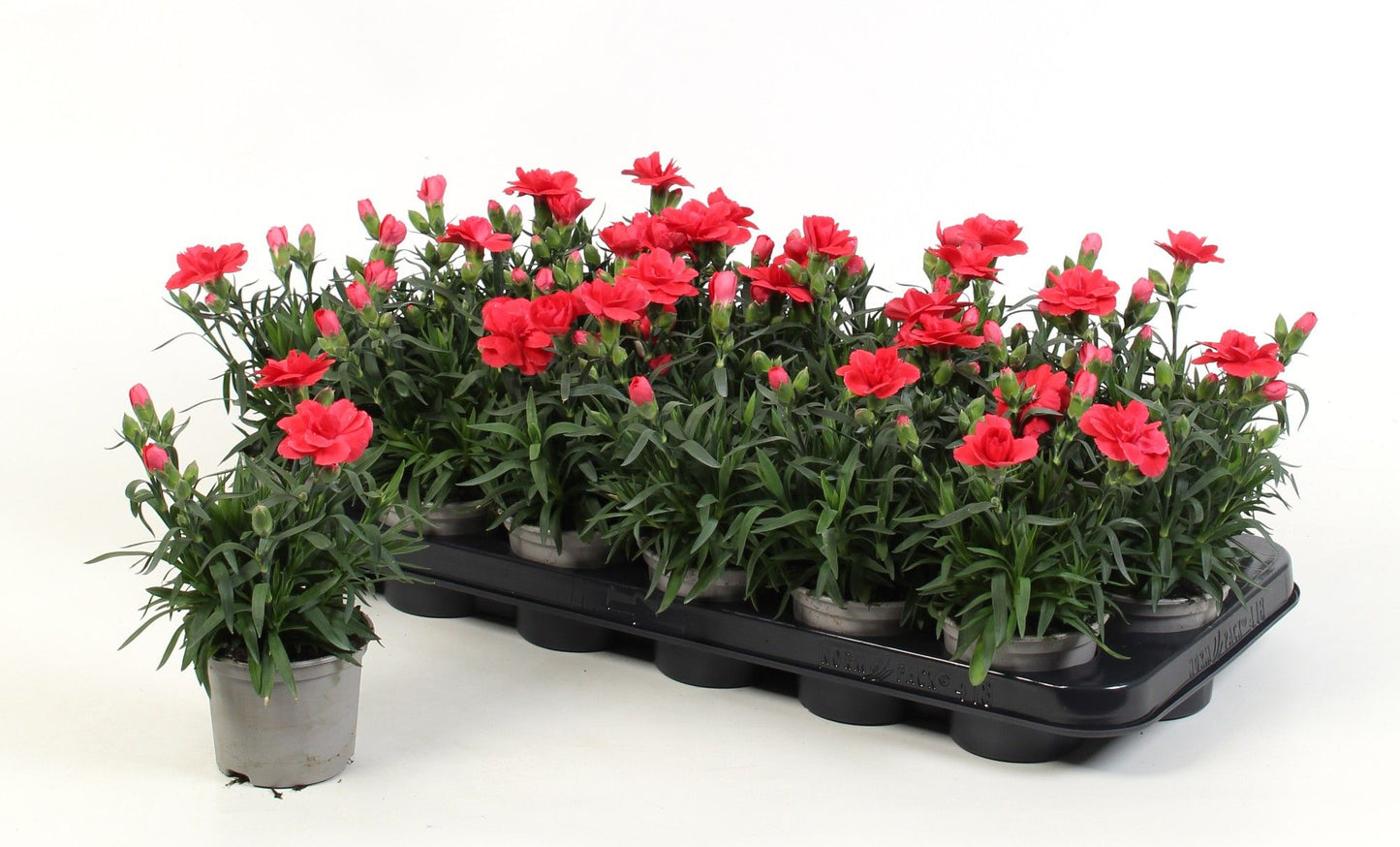 Dianthus Oscar Red 15cm 9cm Pot