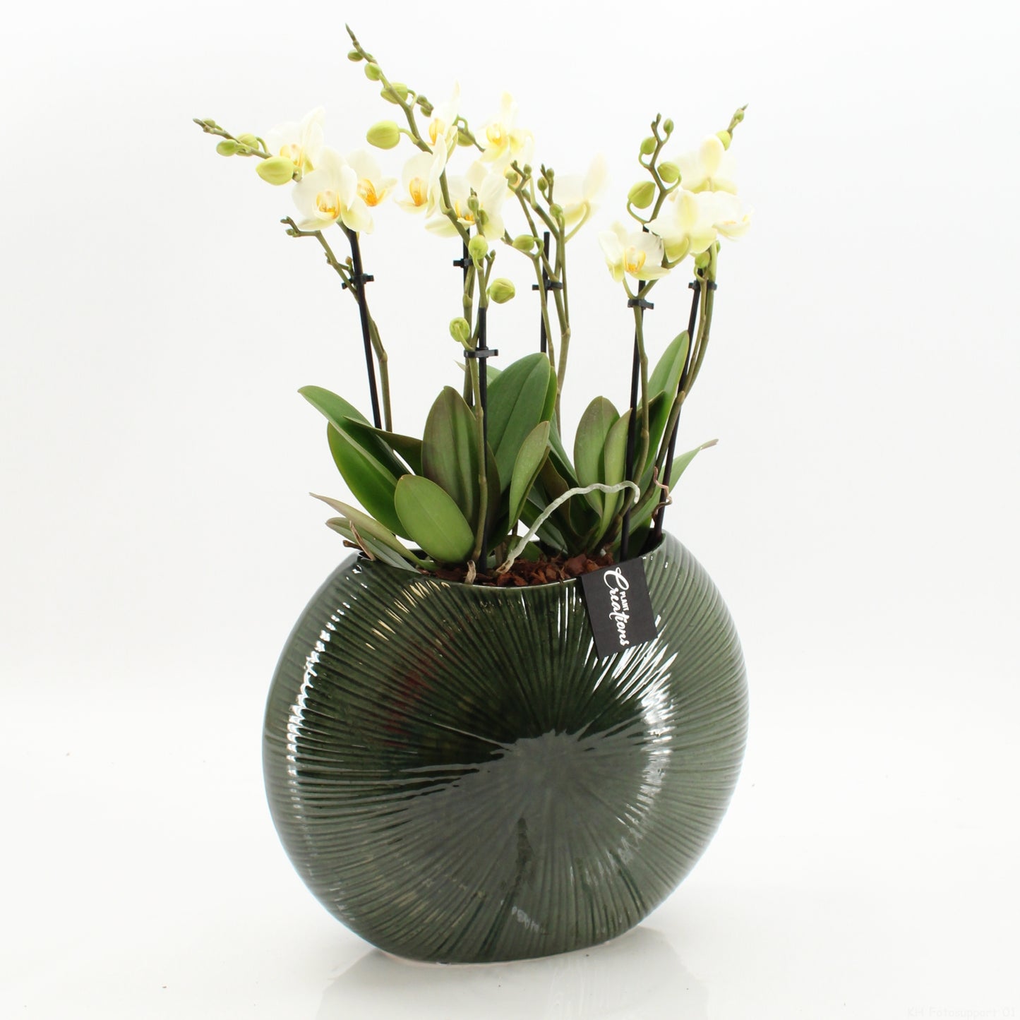 arr. Phalaenopsis LICR-2603W 65cm 31cm Pot